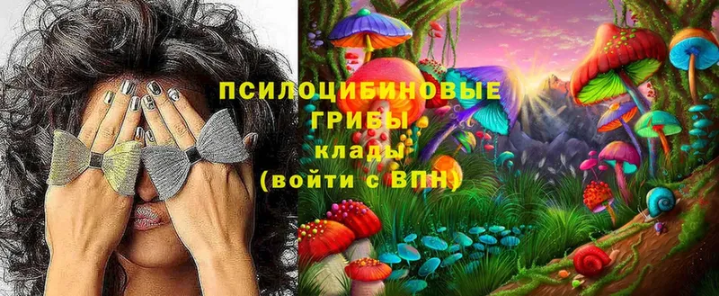 Галлюциногенные грибы Psilocybe  Дальнегорск 